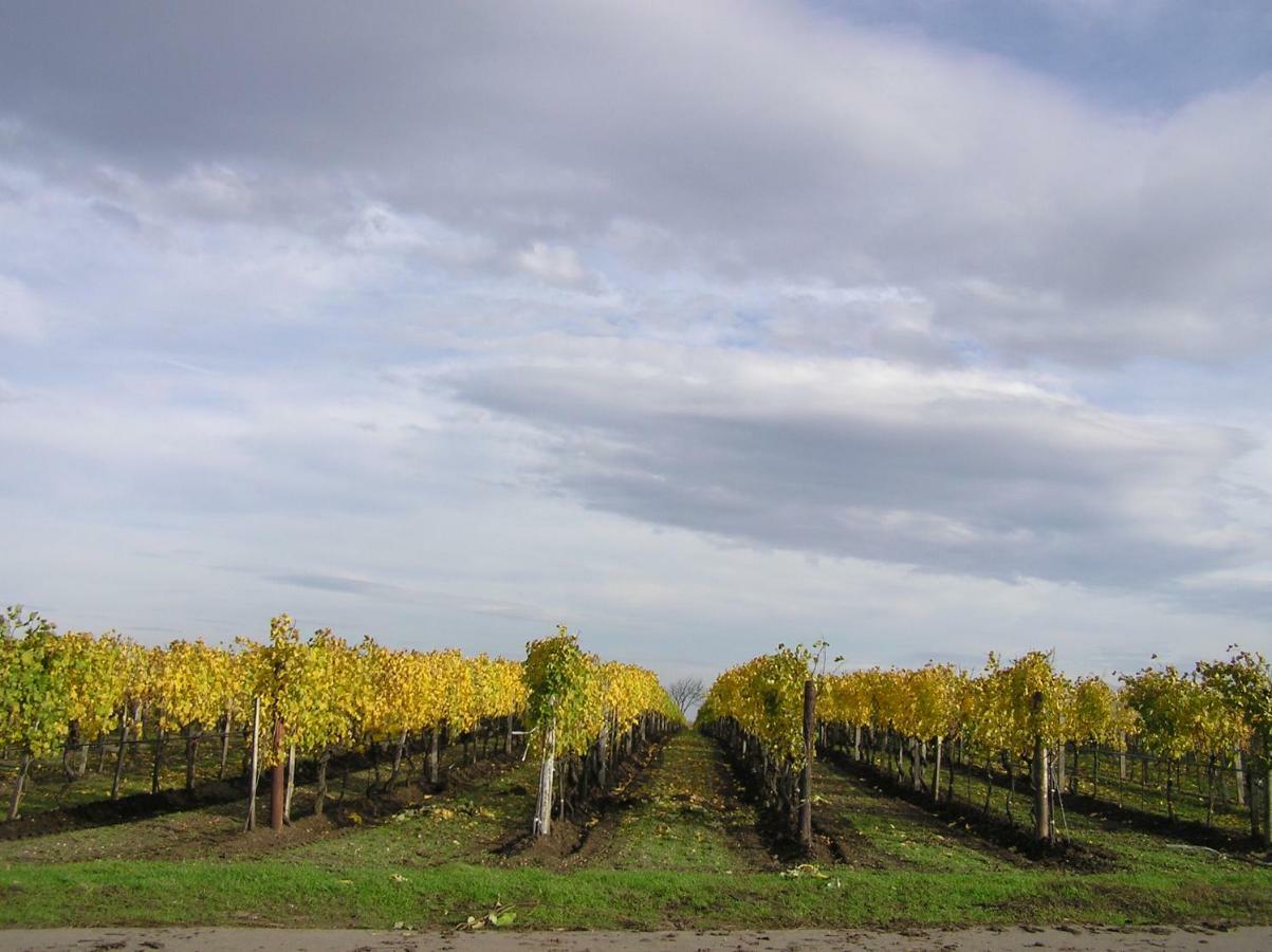 Weingut Gastehaus Palkowitsch Bed & Breakfast อิลมิทซ์ ภายนอก รูปภาพ